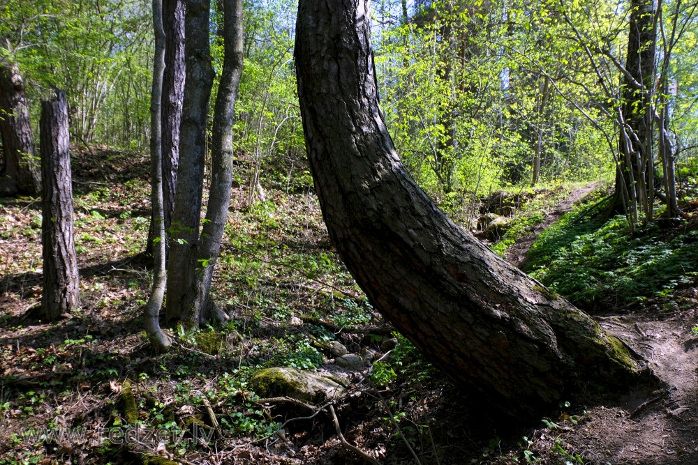 Koks ar izliektu stumbru Vilces dabas parkā