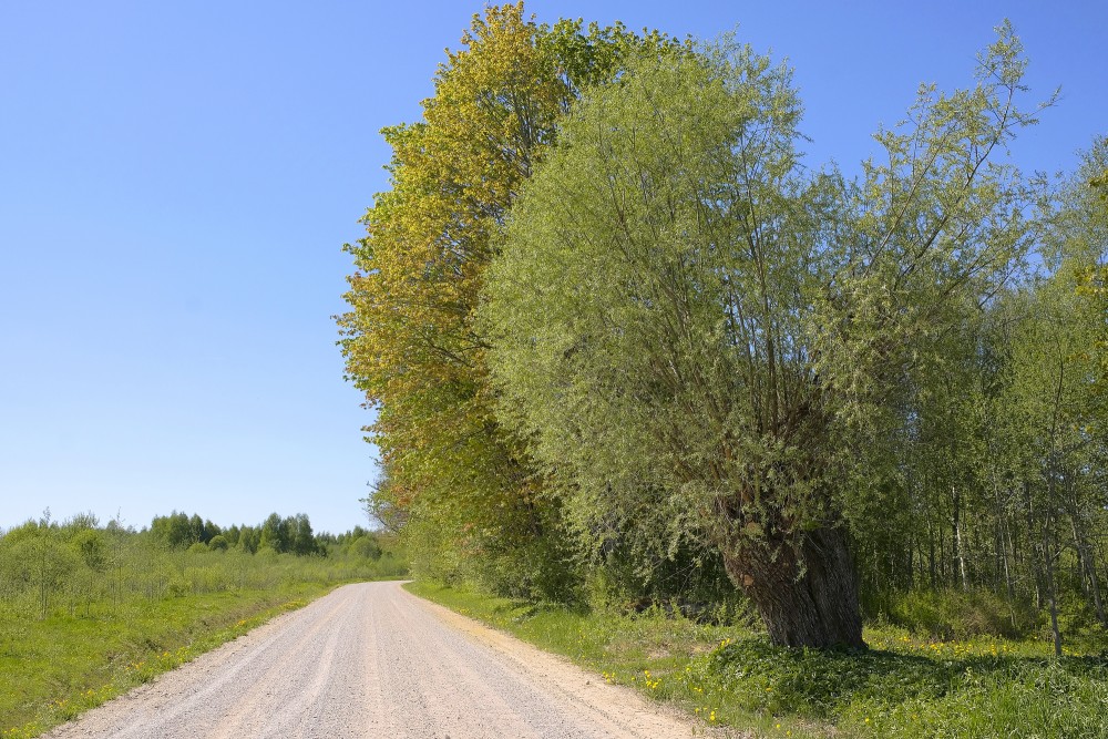 Spring Landscape of Vidzeme