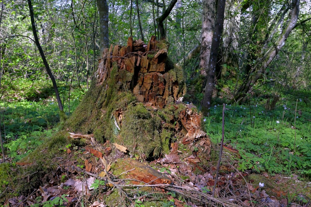 Rotten Tree Stump