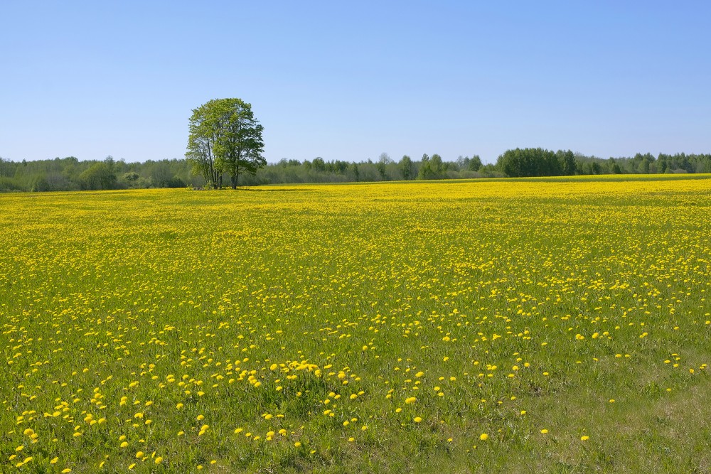 Vidzemes pavasara ainava, pieneņu pļava