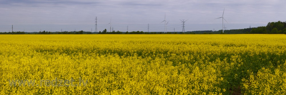 Rapša lauka panorāma pie Ventspils