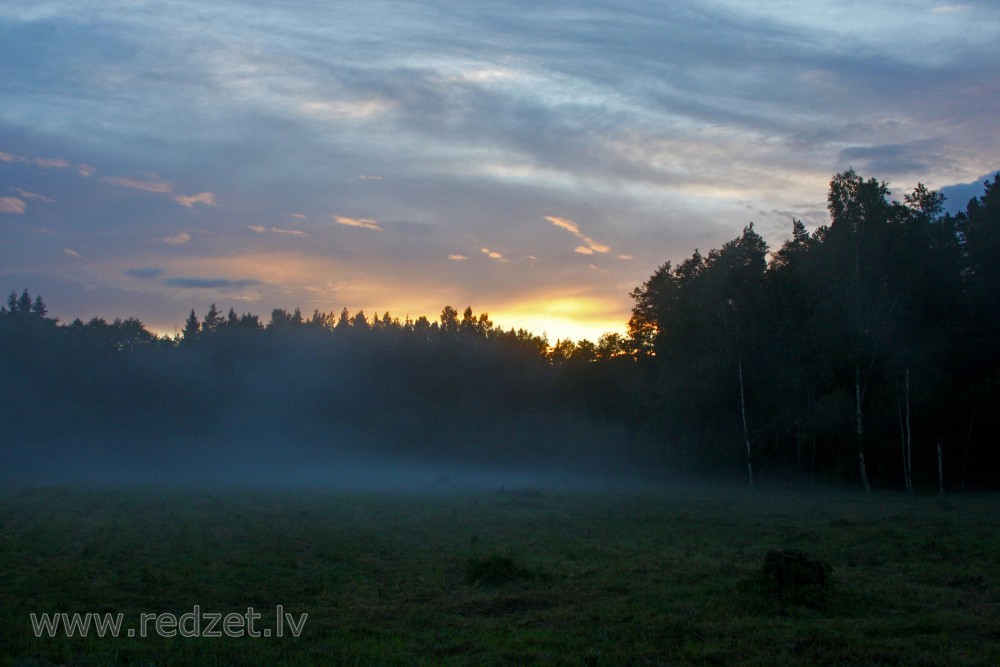 Migla meža klajumā