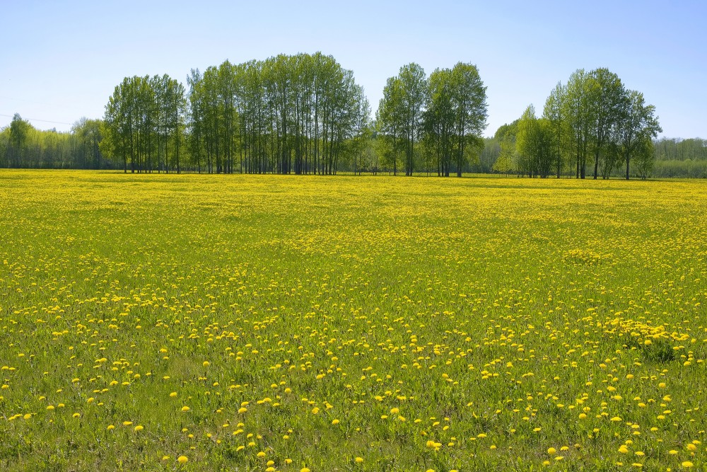 Dandelion Meadow