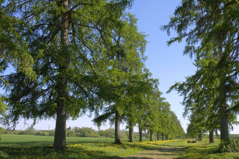 Larch Alley (White Stork Colony)