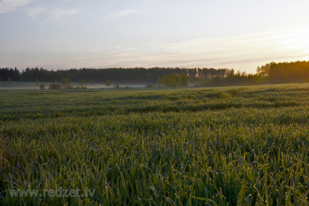 Pļava ar rasu