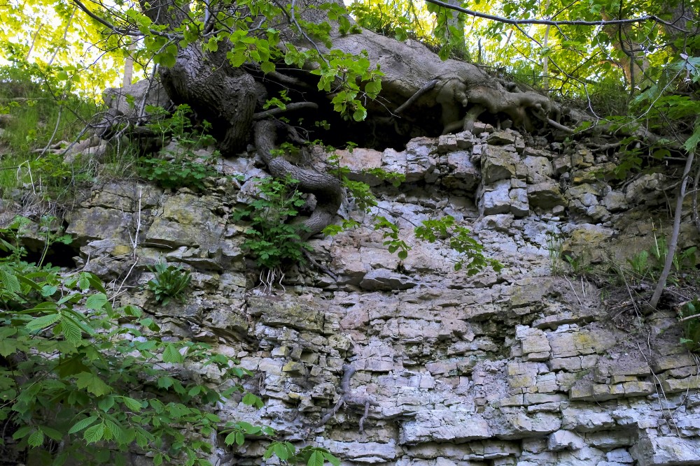 Dolomīta atsegumi Dievdārziņa dabas takā (Iecava)