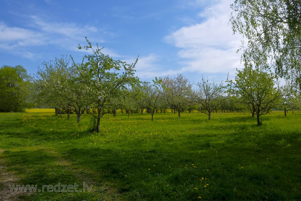 Augļkoku dārzs un pienenes