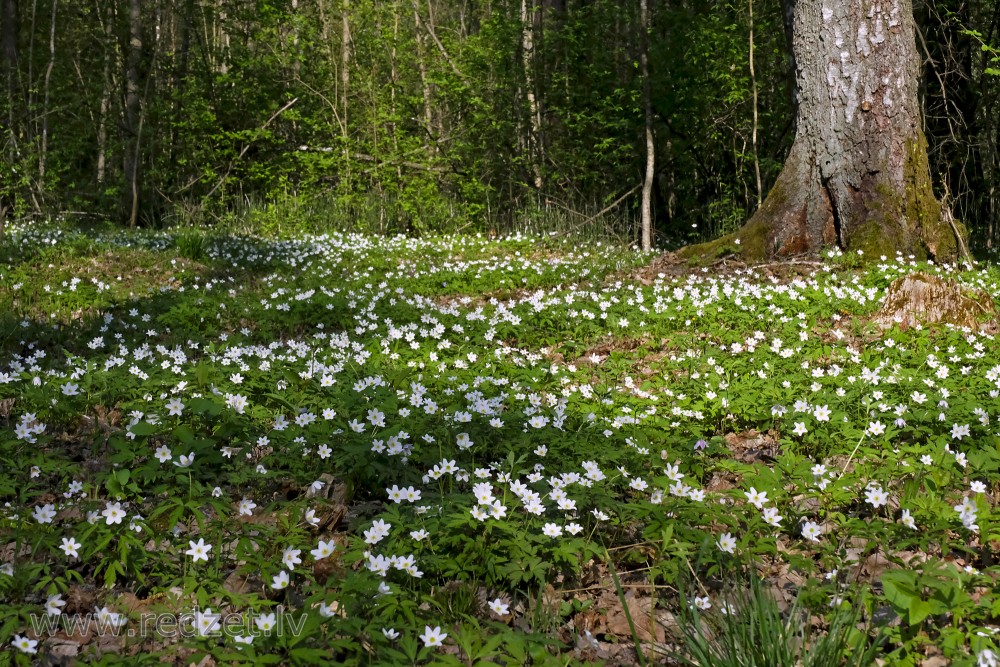 Balto vizbulīšu ziedēšana Langervaldes mežā
