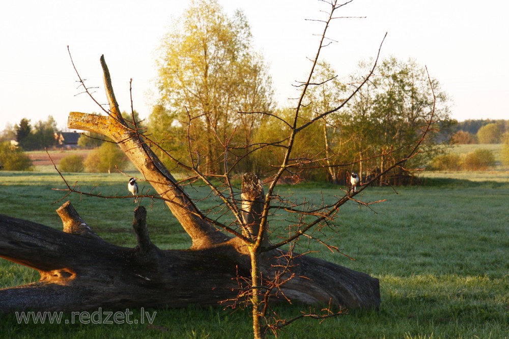 Ainava ar cielaviņām