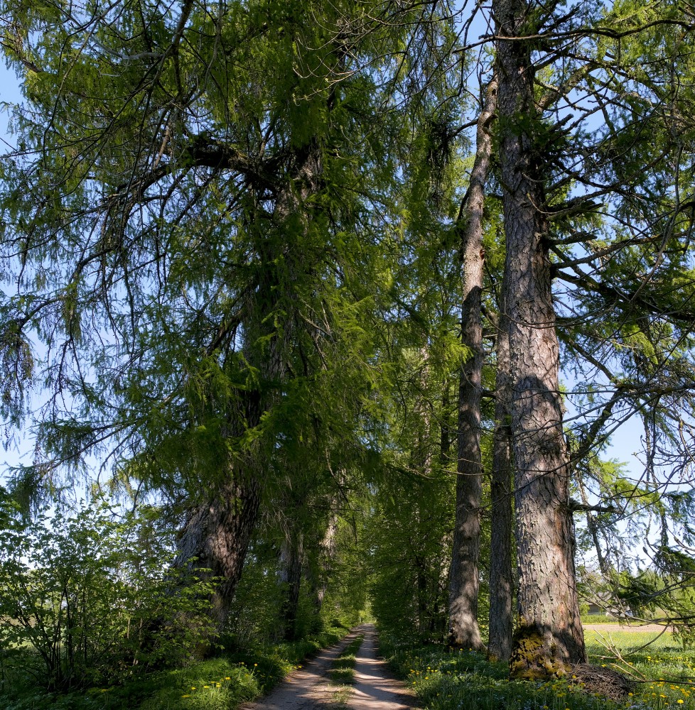 Larch Alley