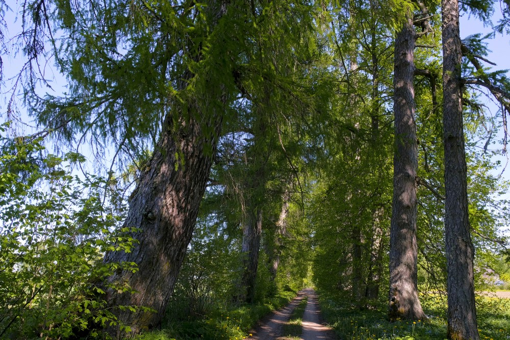 Larch Alley