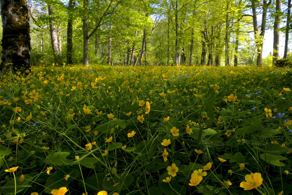 Buttercups in Bauņi manor park