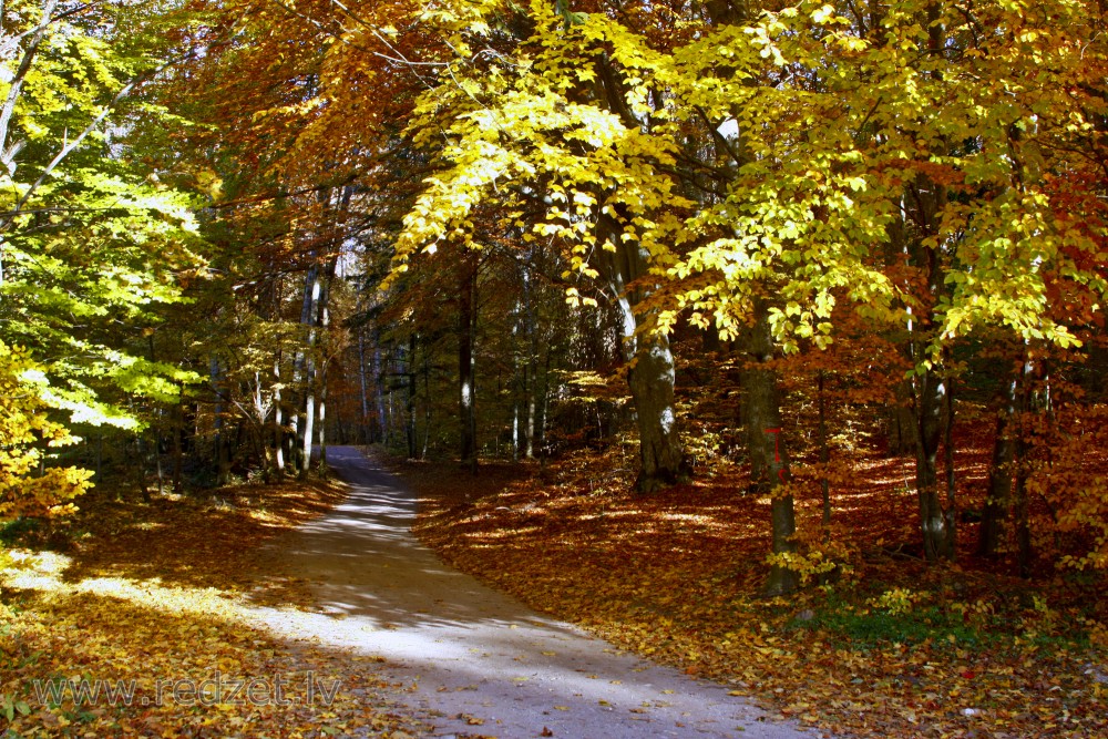 Meža ceļš rudenī