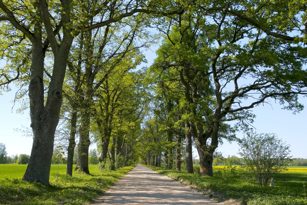 Avenue trees, Gravel road