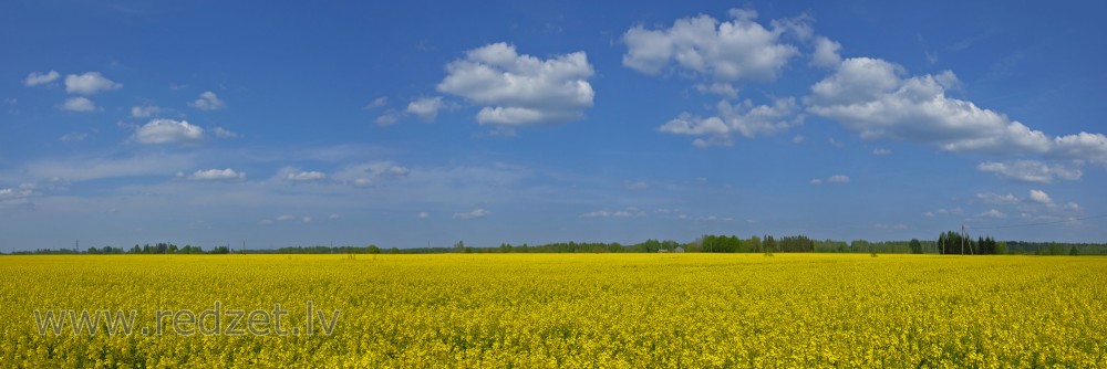 Ziedoša rapša lauka panorāma