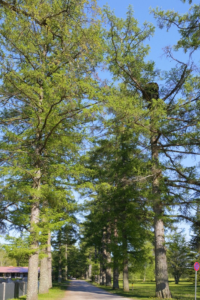 Larch Alley