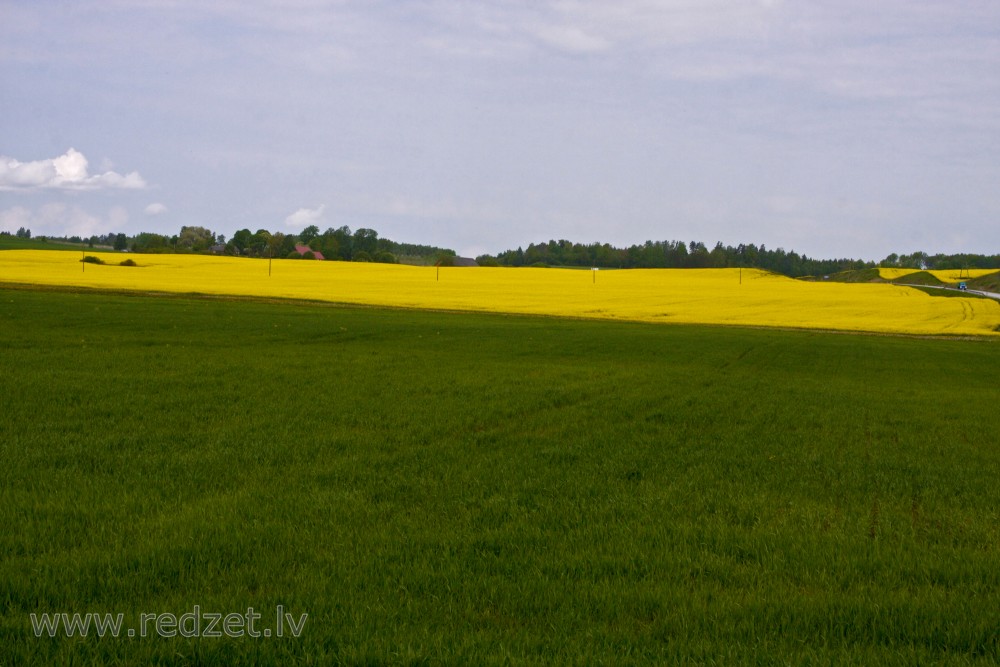 Lauku ainava ar rapsi pie Jaunmokām