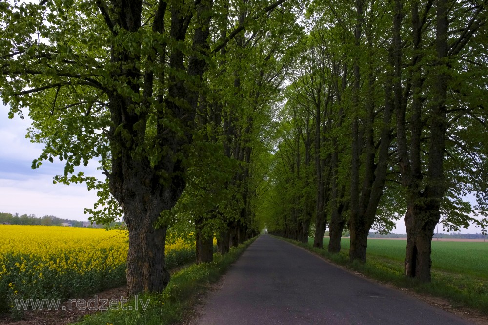 Avenue trees and Road