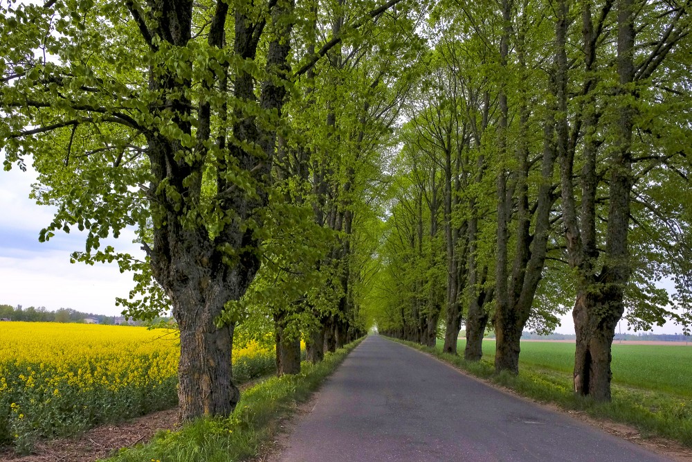 Padures aleja Kuldīgas novadā