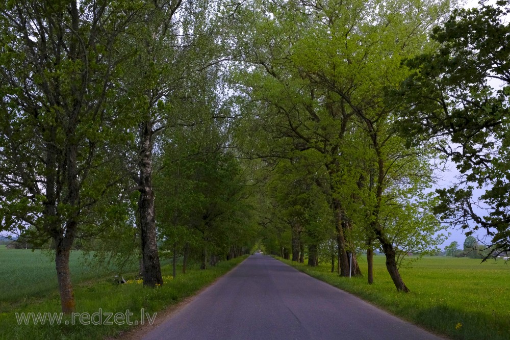 Avenue trees and Road