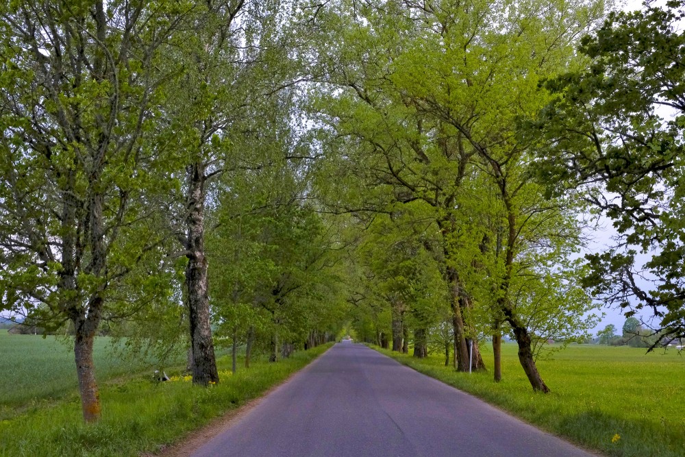 Padures aleja Kuldīgas novadā