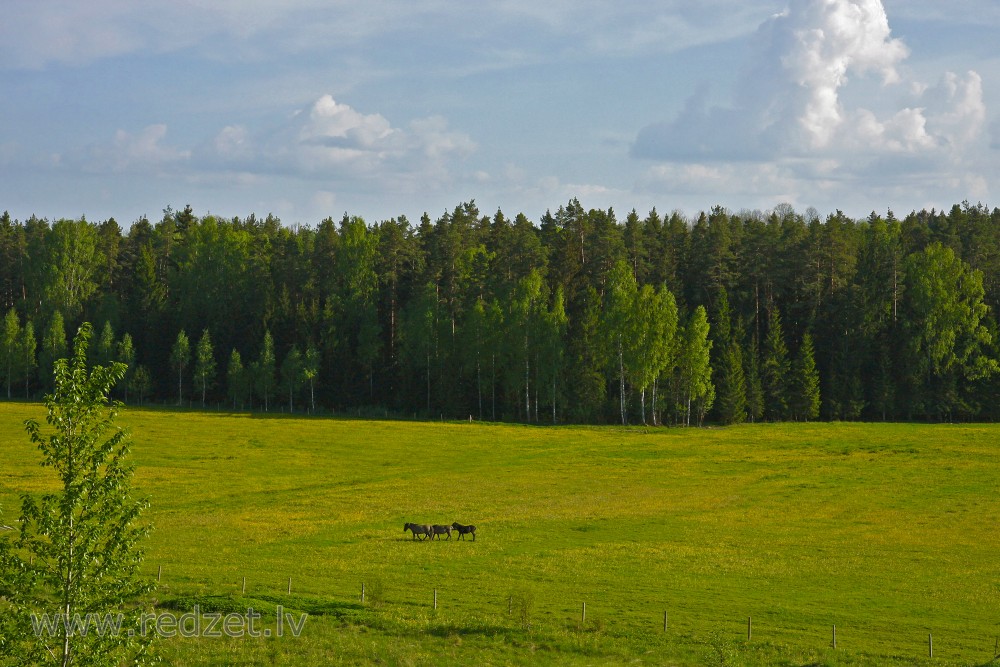 Lauku ainava ar zirgiem