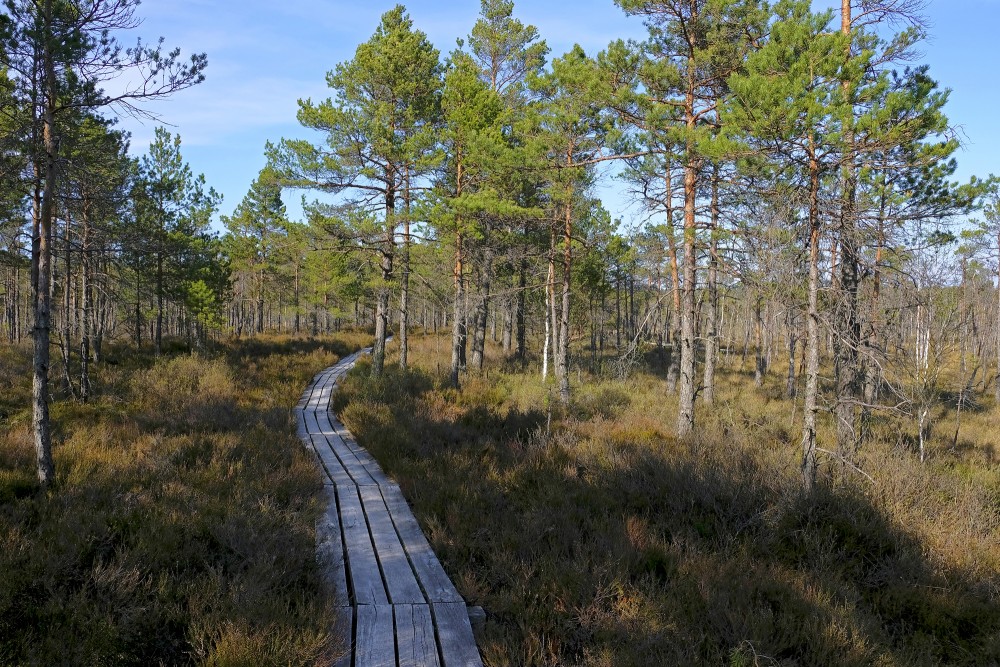 Dunika Bog Trail, Latvia
