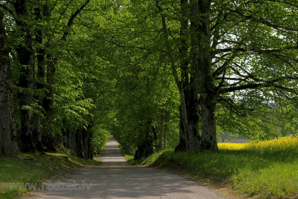 Avenue trees