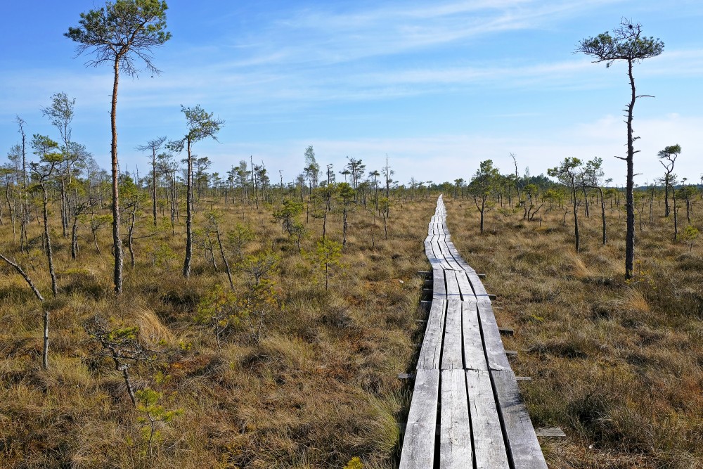 Dunika Bog Trail, Latvia