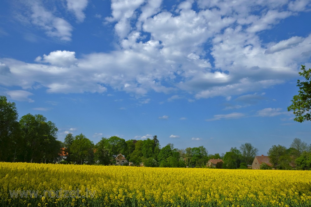 Flowering Rape Field and Clouds