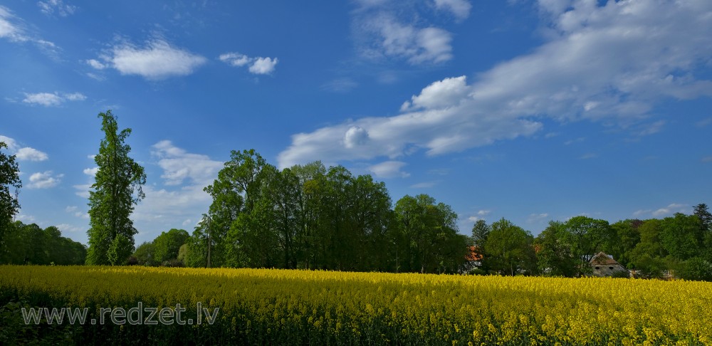 Flowering Rape Field, Countryside Landscape