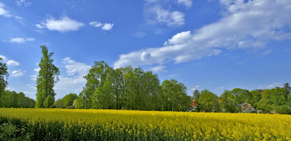 Popes ainava pie muižas, rapša lauks Popes ainava pie muižas, rapša lauks