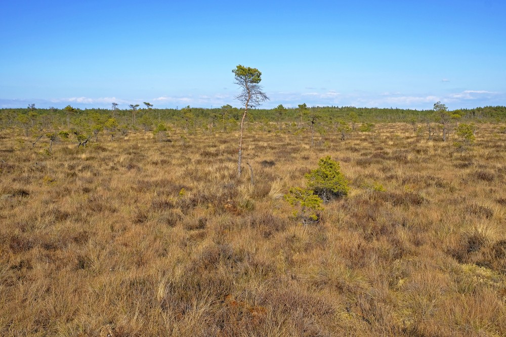Tīrspurvs Bog Landscape
