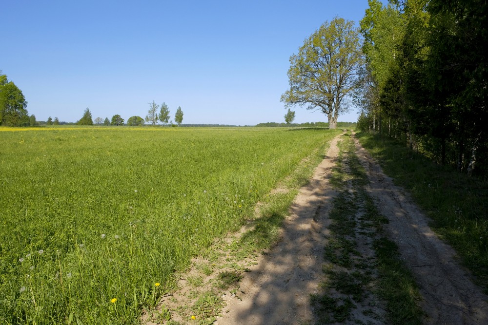 Lauku ainava ar ceļu mežmalā