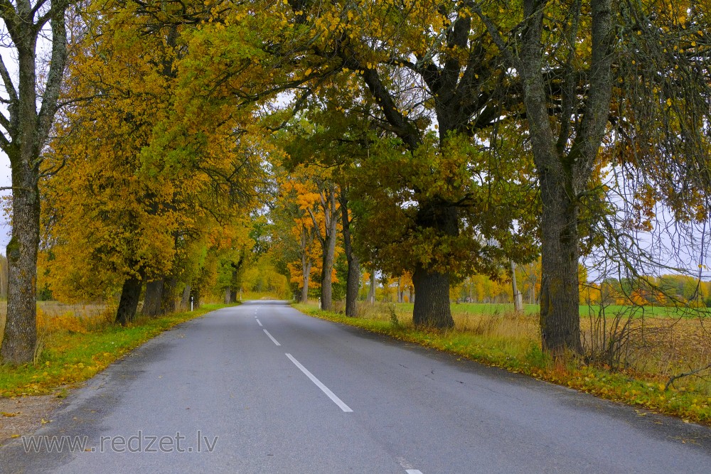 Aleja rudens krāsās