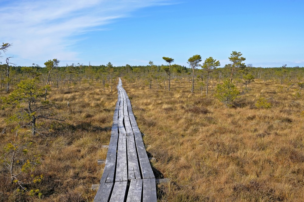 Dunika Bog Trail, Latvia