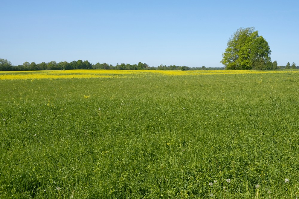 Pļava pavasarī