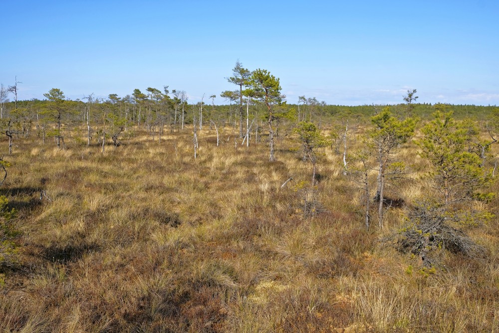 Tīrspurvs Bog Landscape