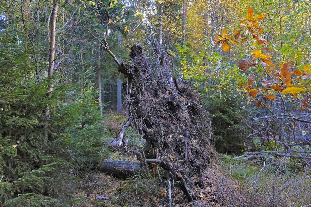 Koka sakne Koka sakne