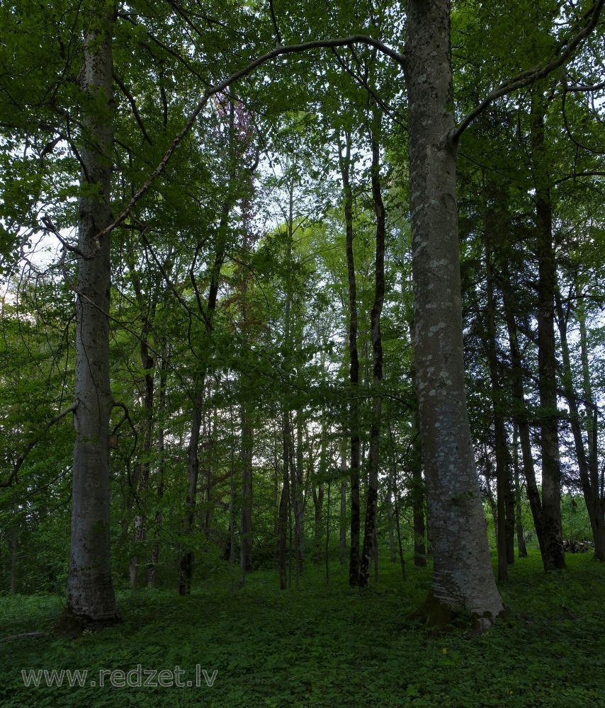 Common beech in Park