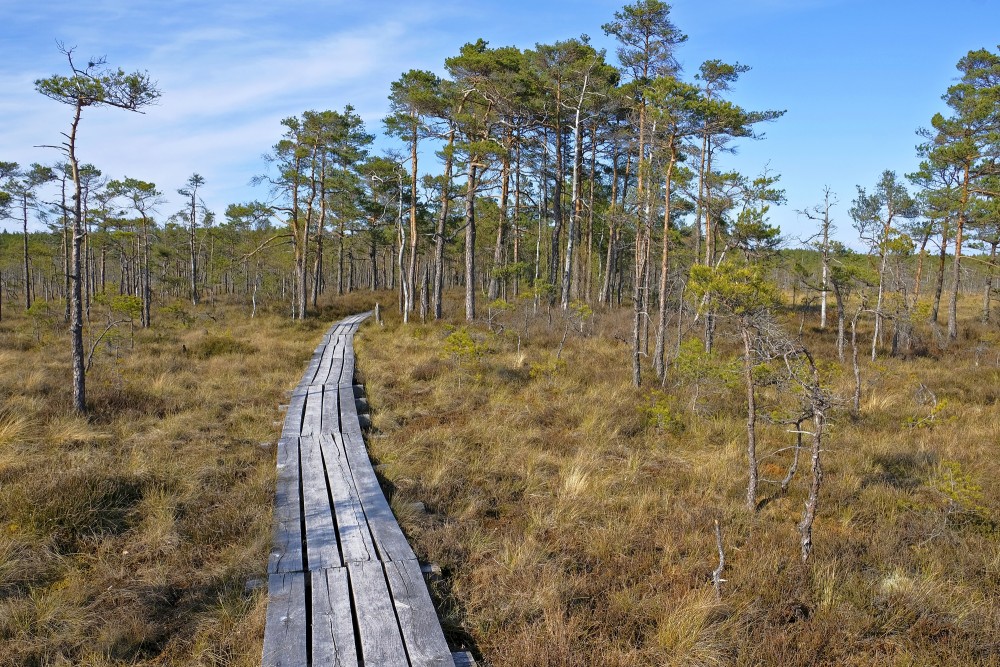 Dunika Bog Trail, Latvia