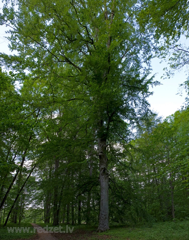 Common beech in Park