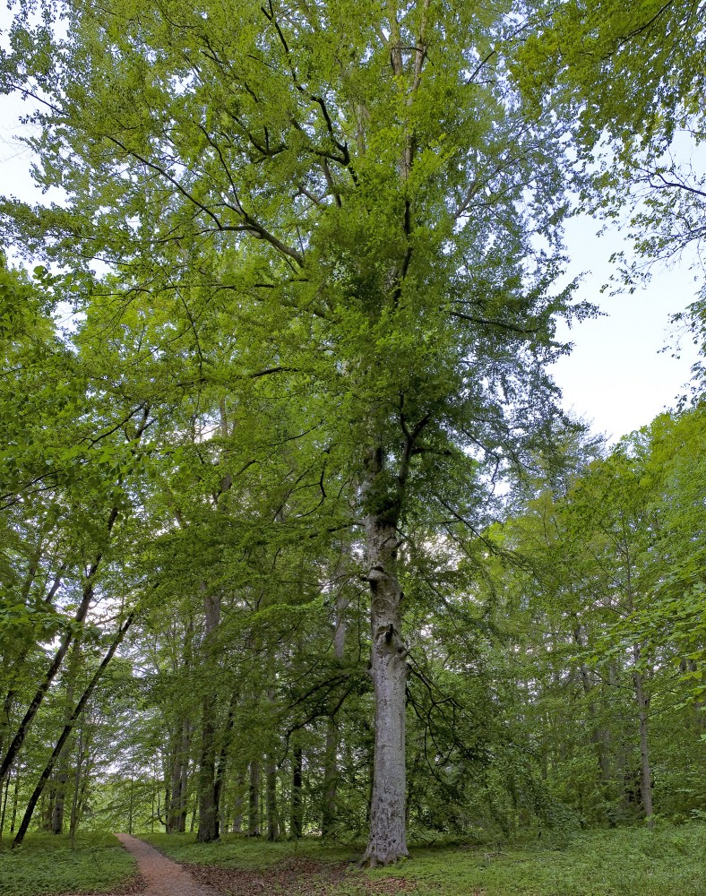 Dižskābardis Popes muižas parkā Dižskābardis Popes muižas parkā