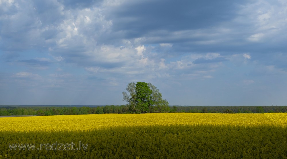 Flowering Rape Field, Countryside Landscape