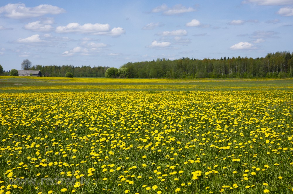 Pieneņu pļava