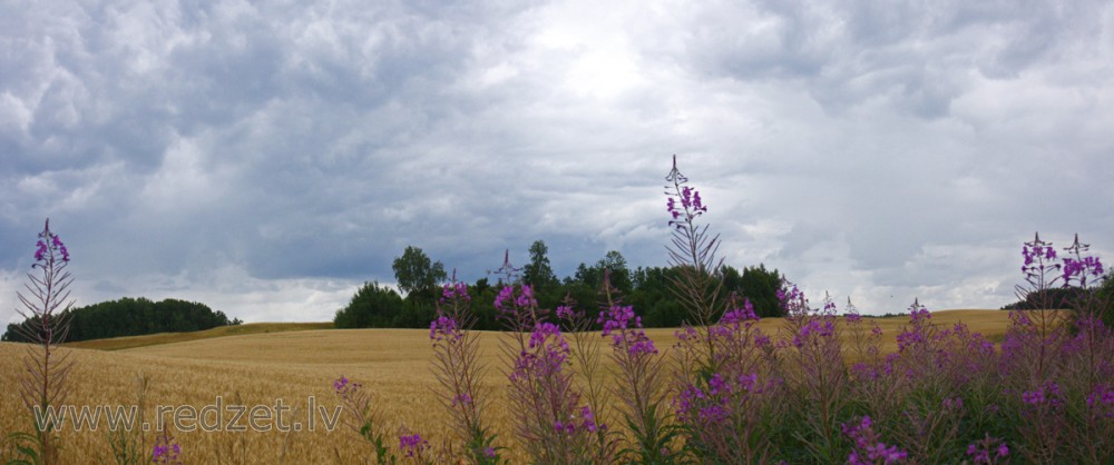 Fireweed
