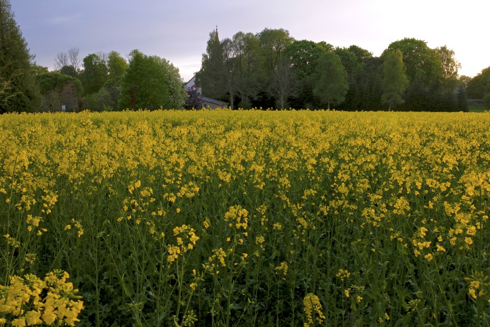 Vakara ainava Rucavā