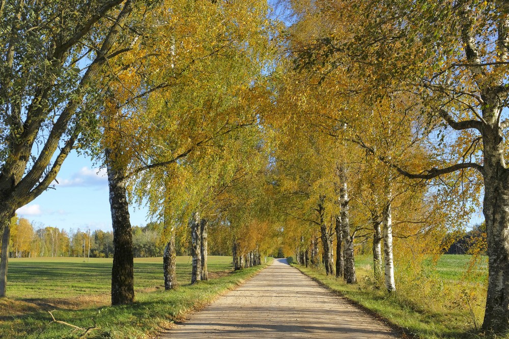 Bērzu aleja, rudens