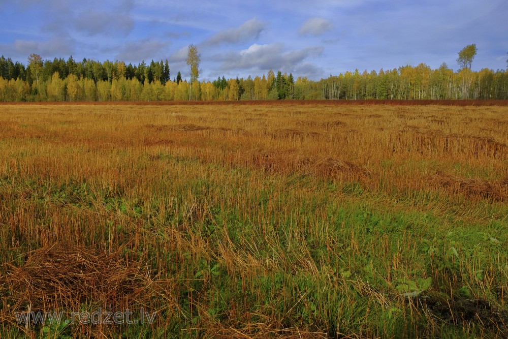 Labības rugāji rudenī