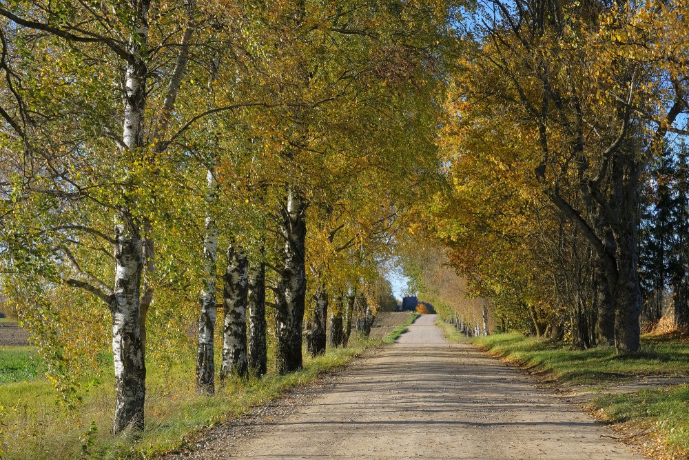 Birch Alley, Autumn